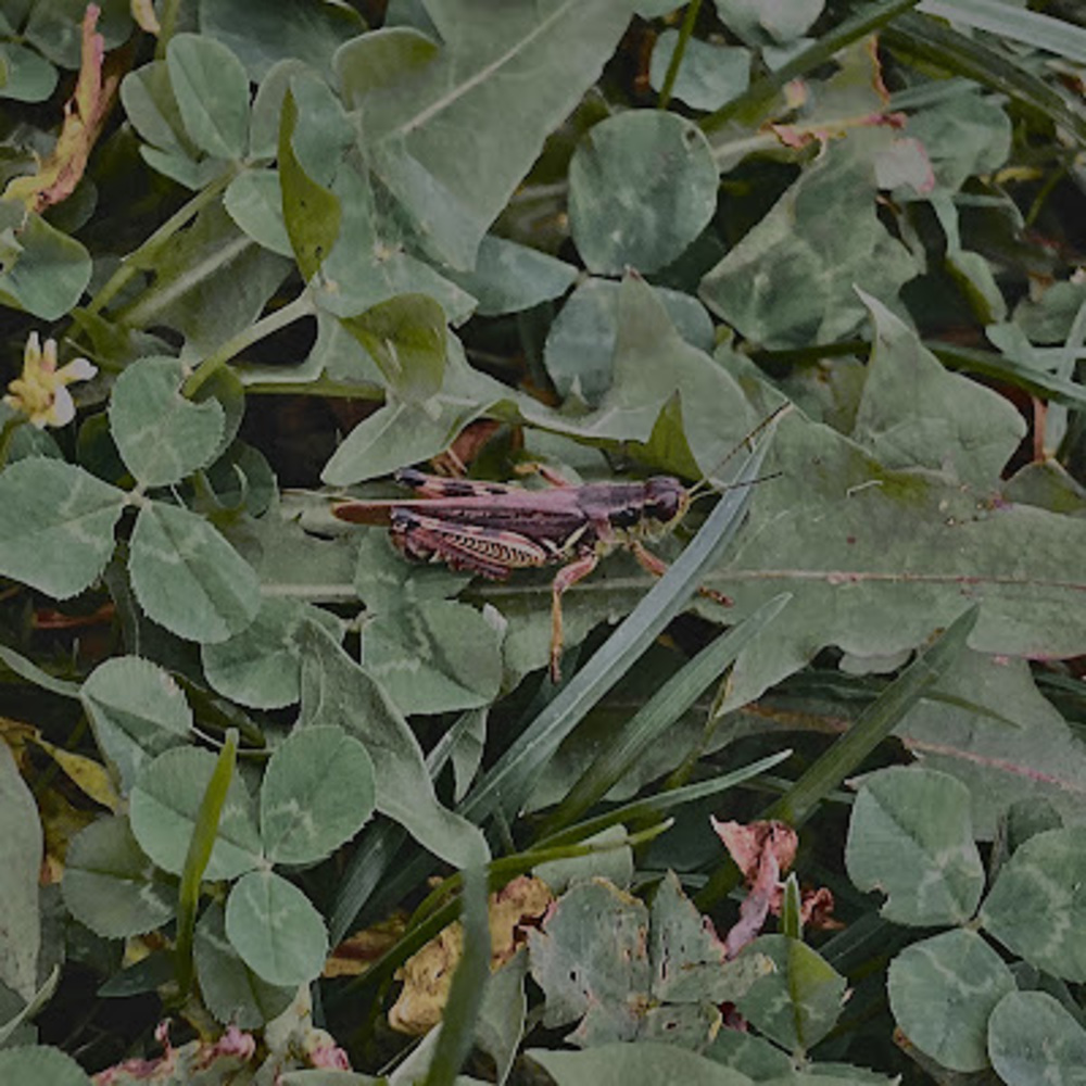 Meet your Posher, Karson